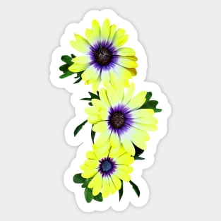 Daisies - African Daisies Lemon Symphony Sticker